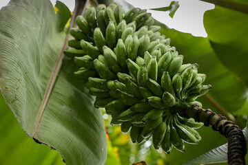 The big bunch of organic unripe banana fruit tree. The fresh natural raw green banana on plantain tree harvest. Raw bananas home farm garden edible fruit Kerala South India Sri Lanka Tamil Nadu India © sanirimpan