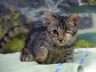 young one-eyed affectionate playful kitten