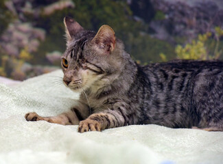 young one-eyed affectionate playful kitten