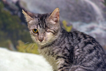 young one-eyed affectionate playful kitten