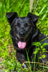 black dog mongrel on a leash in summer