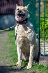 beige mongrel dog on a leash against a background of greenery in summer