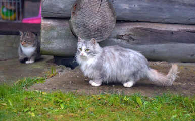 Obraz premium abandoned homeless kittens on the street