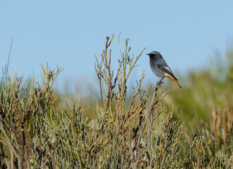 Black redstart perched on a branch with blue sky in the background