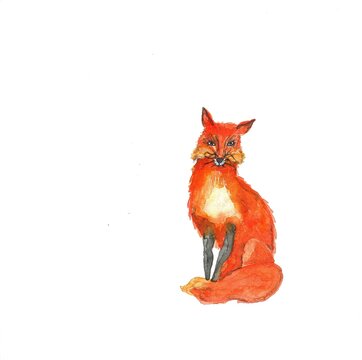a watercolor sitting fox with a fluffy tail and black paws
