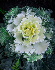 cabbage decorative flower beautiful large multicolored
