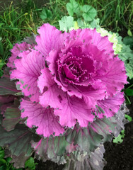 cabbage decorative flower beautiful large multicolored