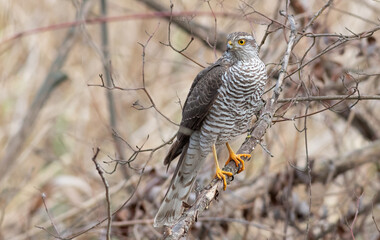 Eurasian Sparrowhawk, Accipiter nisus. The bird sits on a tree branch, looking out for prey