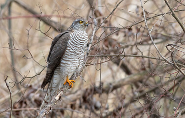 Eurasian Sparrowhawk, Accipiter nisus. The bird sits on a tree branch, looking out for prey