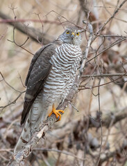 Eurasian Sparrowhawk, Accipiter nisus. The bird sits on a tree branch, looks at the photographer