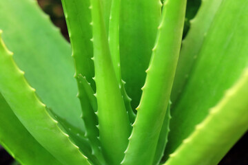 Close up of aloe vera plant growing in the garden.