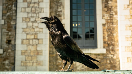 raven on the roof