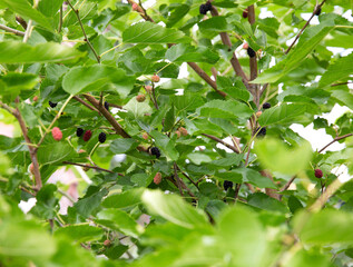 Blackberry bush, ripening blackberries of black color on a background of green foliage