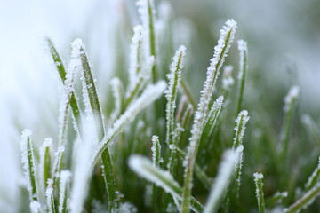 Fototapeta na wymiar Winter background, morning frost on the grass