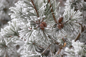 Close-up of pine branch with a cone frost frost on all needles of pine