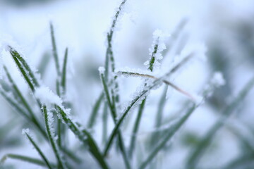 Winter background of frosty grass