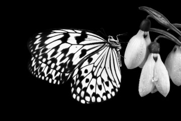 First spring flowers. Butterfly on white snowdrop flowers isolated on black. Black and white. Rice...