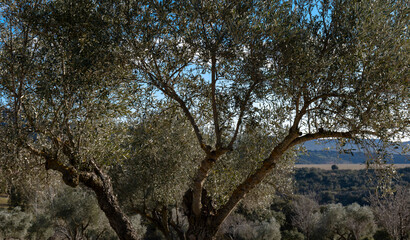 Manzanares, C Real-Spain: January 10, 2020: