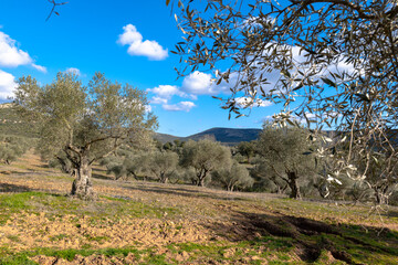 Manzanares, C Real-Spain: January 10, 2020: