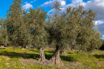 Manzanares, C Real-Spain: January 10, 2020: beautiful specimen of cornicabra type olive tree, in an ecological crop 