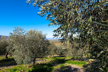 ecological olive grove in Ciudad Real