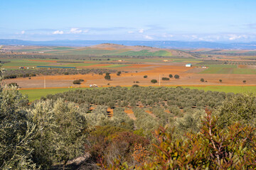 Fototapeta na wymiar olive groves and cultivated plains