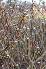 Soft fury white flowers hanging upside down on a paper bush, Edgeworthia chrysantha 'Grandiflora', a very hardy shrub. Selective focus.