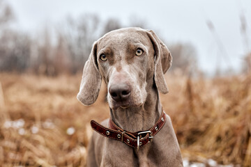 Beautiful Gray Purebred Weimaraner Dog Standing In Autumn Day. Large Dog Breds For Hunting....