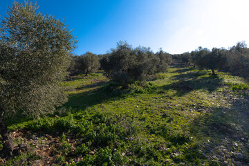 Fototapeta na wymiar ecological olive cultivation fields of the cornicabra type