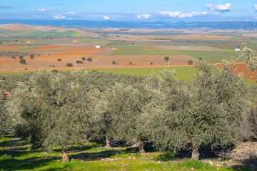 Fototapeta na wymiar Manzanares, C Real-Spain: January 10, 2020: olive groves and cultivated plains