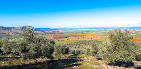 Manzanares, C Real-Spain: January 10, 2020: olive groves and cultivated plains