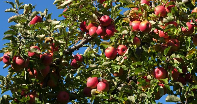 Cripps Pink. Orchard apple trees, The Occitan, France