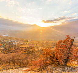 Bright red tree and sun in the mountains
