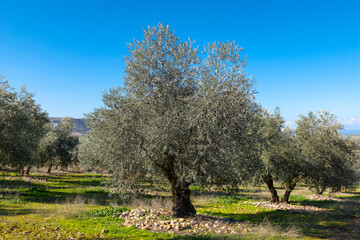 Manzanares, C Real-Spain: January 10, 2020:fields of ecological olive cultivation of the cornicabra...