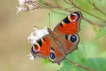 クジャクチョウ