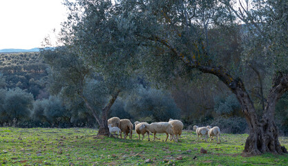 sheep grazing in ecological olive groves
