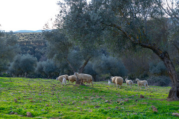 sheep grazing in ecological olive groves
