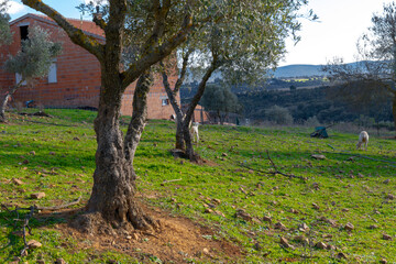 sheep grazing in ecological olive groves
