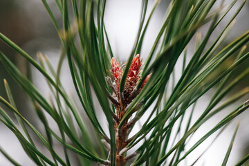 Obraz premium Closeup of young coin buds on pine tree in spring. Pine branches with long green needles. Season of nature waking up and showing its beauty. Observing nature.