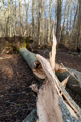 Forest damage after storm with hurricane force winds 