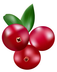 Cranberry vector illustration for decor