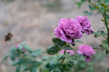beautiful purple roses in the garden.