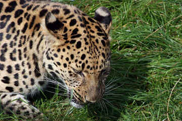 Close up of an amur leopard lying down, England
