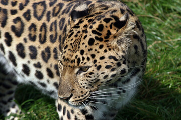 Fototapeta na wymiar Close up of an amur leopard, England 