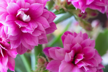Closeup of beautiful pink flowers on a sunny day.