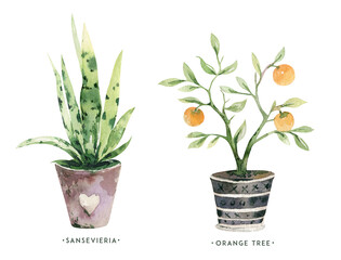 Watercolor hand painted house potted houseplant. green plants in flower pots. Set of floral elements isolated on white. Decorative greenery collection poster, card and scrapbooking design