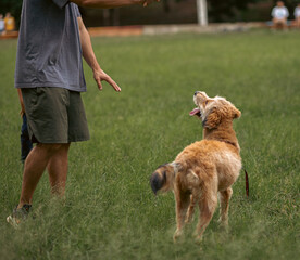 dog in the park on a sunday afternoon