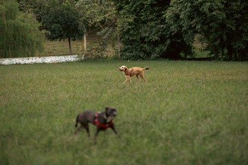 dog in the park on a sunday afternoon