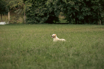 dog in the park on a sunday afternoon