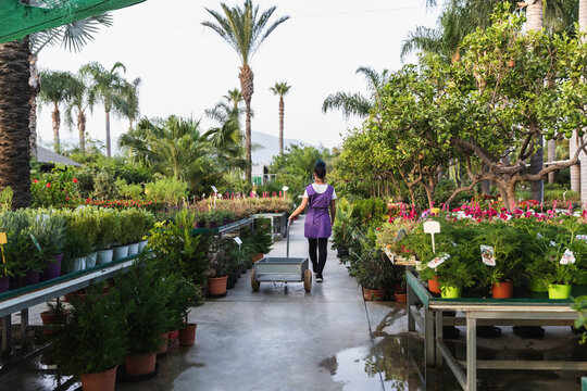 Rear view of businesswoman walking with hand truck in plant nursery